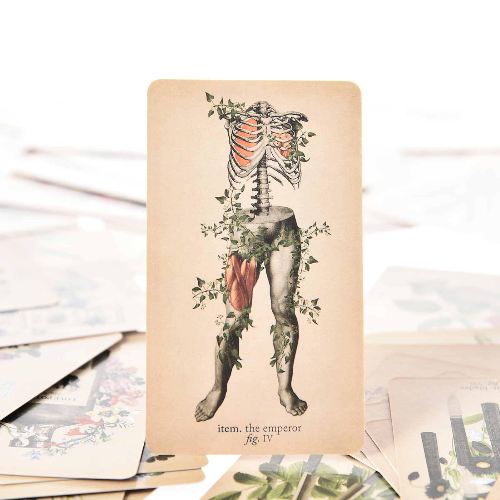 The Antique Anatomy Tarot Card - Board Game Pdf 评论和价格